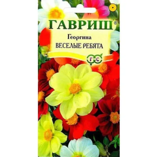 Георгина Веселые ребята Лх2=0,6г