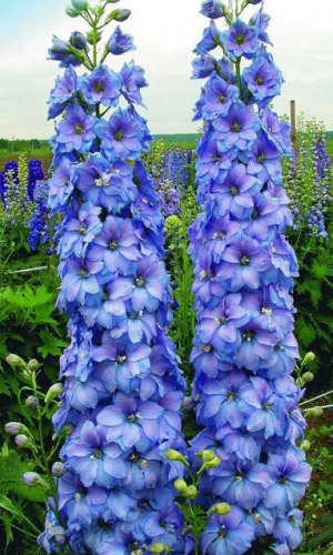 Дельфиниум Голубое кружево