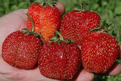 Земляника Зефир