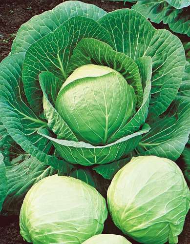 Капуста б/к Русская зима 