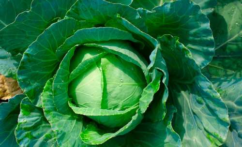 Капуста брокколи Айронмен F1 