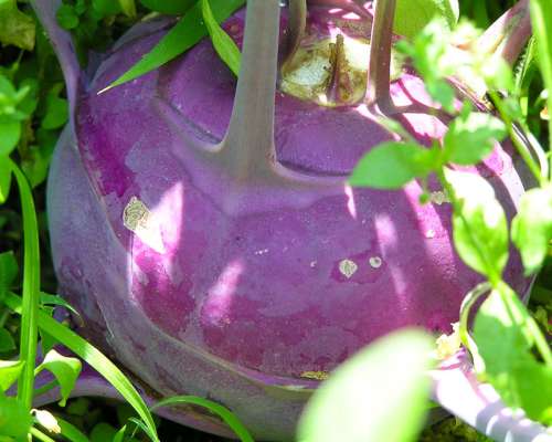 Капуста кольраби Смак 1гр