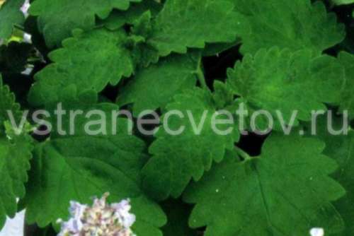 Клевер красный 0,5кг