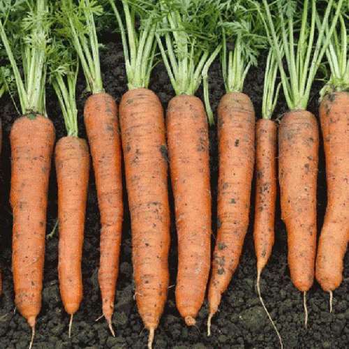 Морковь Осенний король 300шт ГЛ
