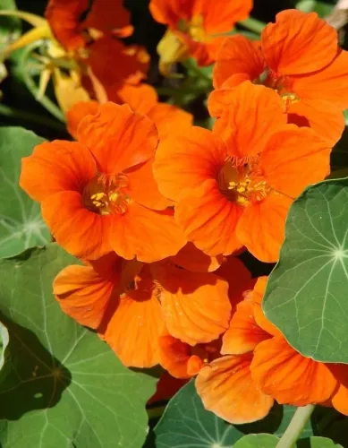 Настурция Махагони низкорослая 1гр