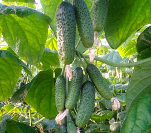 Огурец Изумрудный город