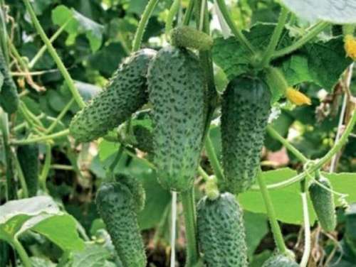 Огурец Хрустик серия 1+1