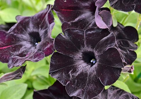 Петуния Черный бархат