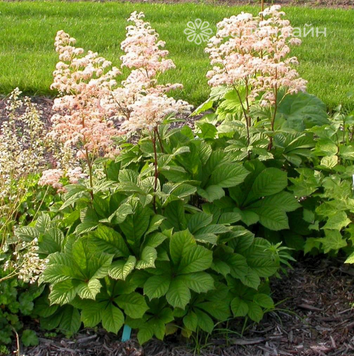 Роза в ассорт.