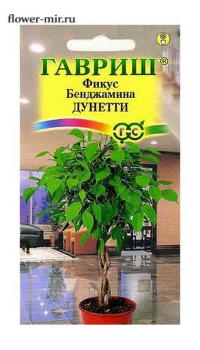 Фикус Бенджамина Дунетти 0,01гр