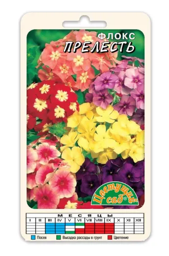 Флокс Глобус смесь карлик.