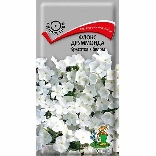 Флокс Красотка в белом