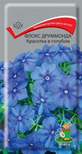 Флокс Красотка в голубом