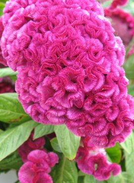 Целозия Лилипут микс 0,1г