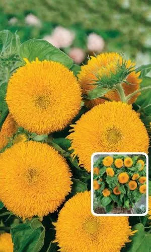 Подсолнечник Медвежонок