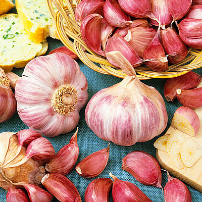 Ножницы для овец