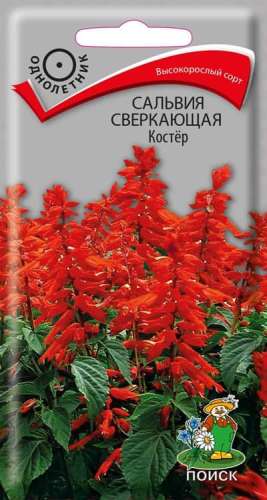 Сальвия Костер