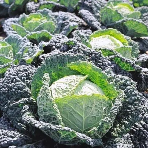 Капуста савойская Вертю 0,2гр