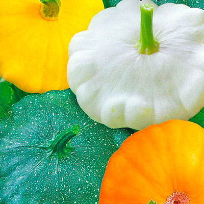 Патиссон Сынишка