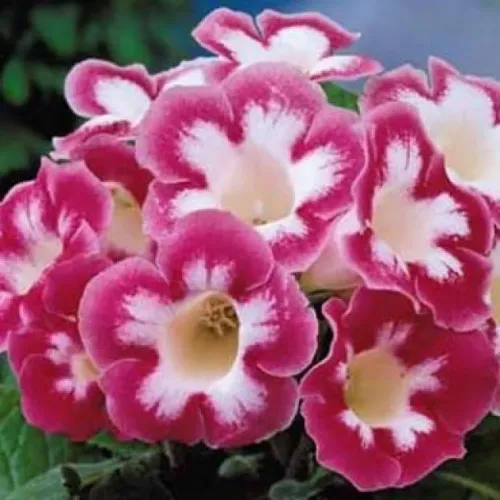 Пенал-тубус 195*45 СТАММ 829546