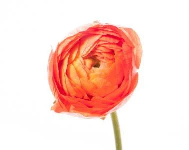 Ранункулюс Оранжевый