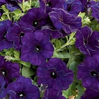 Петуния Городская Лазурит