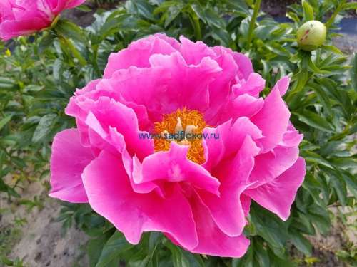 Пион Кенингин Вильгельмина