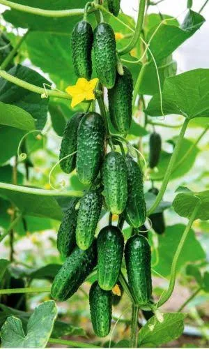 Огурец Большой куш корнишон