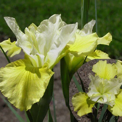 Ирис Сплэш оф Ред