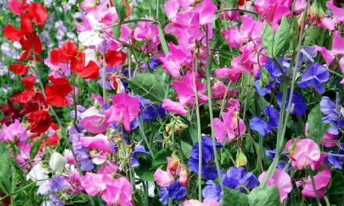 Душистый горошек Атласный жемчуг 0,5гр