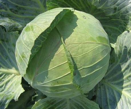 Капуста кольраби Голубая планета 0,5гр