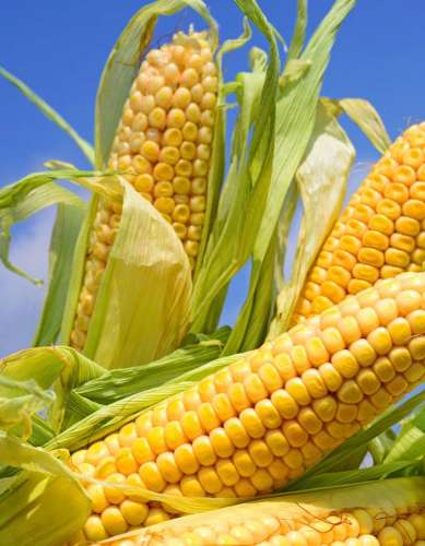 Кориандр Дебют 2гр