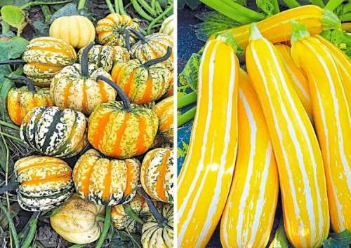 Кабачок Сундучок здоровья 1г