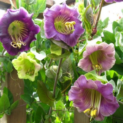 Муфта-соединитель LX 1006R 1/2"-1/2"подвес