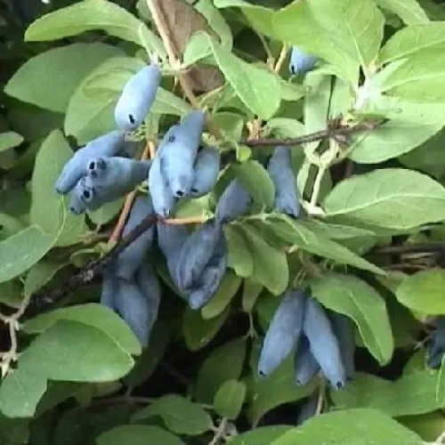 Жимолость съедобная