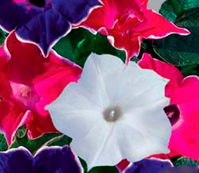 Кабачок желтоплодный 10шт