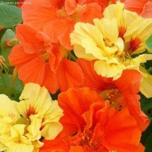 Настурция Звездная ночь 1-2гр