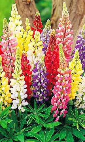 Люпин Низкорослый смесь 0,5г