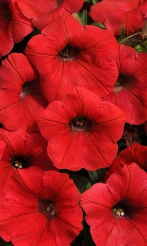 Петуния Балконная Красная
