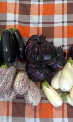 Баклажан Смесь Суперранних сортов