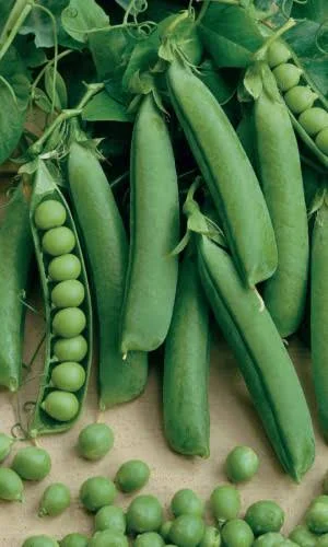 Горох Сахарное чудо 25гр