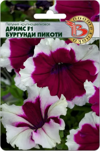 Петуния Дримс Бургунди пикоти грандифлора