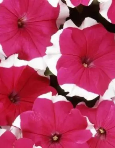 Петуния Дримс Роуз пикоти грандифлора