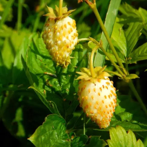 Земляника Алый огонек