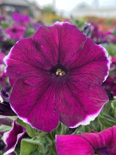 Петуния Вельвет пикоти 10шт