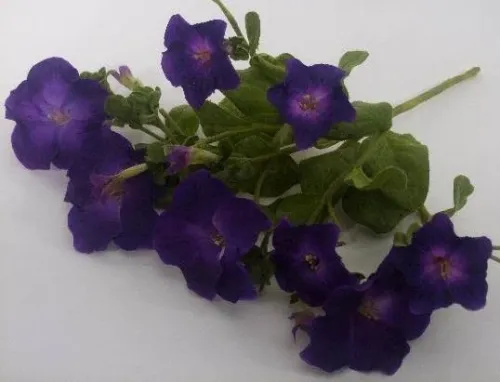 Петуния ВОДОПАДИЯ фиолетовая 7шт