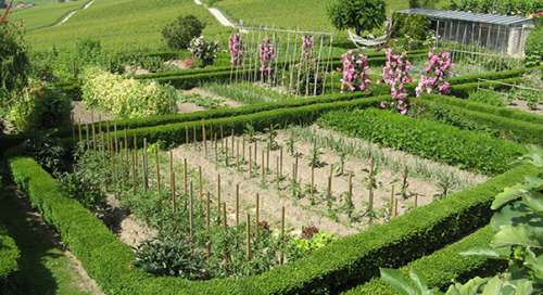 Львиный зев Высокорослый медно-оранжевый 0,1гр