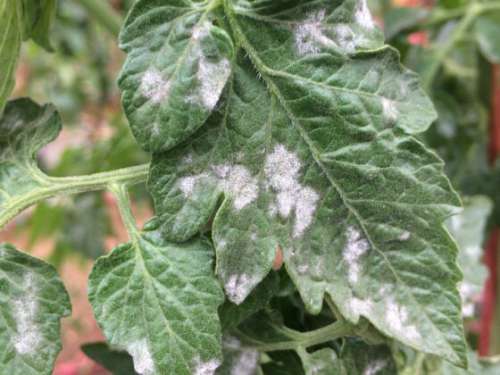 Петуния Дот Стар темно-фиолетовая 7шт