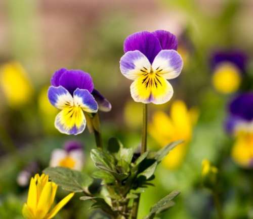 Подсолнечник Сириус