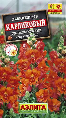 Львиный зев карликовый красный